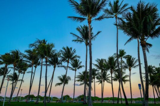 Silhouetted palm trees against a vibrant gradient sky at sunset, with a hint of a beach volleyball court in the background.