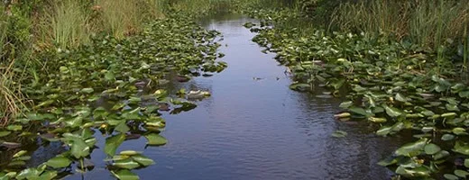 miami-beach-everglades