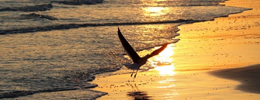 sarasota-siesta-beach