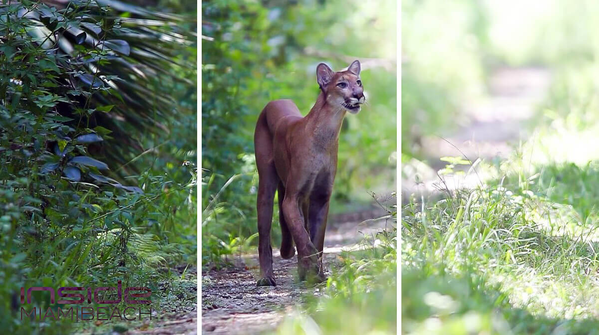 Florida Panther - photo by @jaskinwildlife